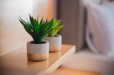 two potted plants sitting on a wooden shelf at Semeli Studios in Chania Town