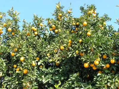 an orange tree with lots of oranges on it at Maros Spitaki in Varípetron