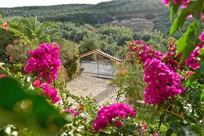 a garden with pink flowers in front of a building at Olive Farm in Agia Marina Nea Kydonias