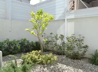 a small tree with yellow flowers in a garden at Filia Luxury Apartments in Chania Town
