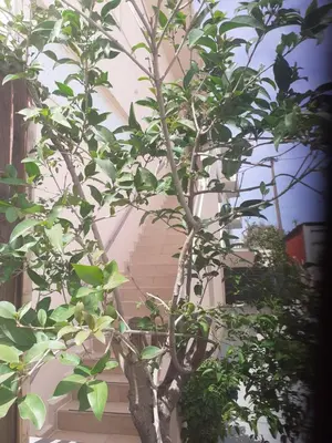 a plant in a pot next to a building at House escape in Chania Town