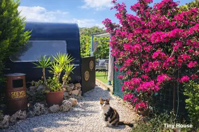 a cat sitting next to a bunch of pink flowers at dream tiny house & luxury tent, 6 km from center Chania in Chania Town