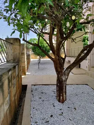a tree in a courtyard next to a building at Chania Sweet Apts in Chania Town