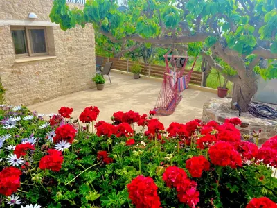 a garden filled with red flowers and a tree at Poseidon Apartments in Kissamos