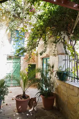 a cat standing in front of a building with plants at Lindas Convent Garden Home 4 in Chania Town
