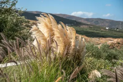 a group of tall grass in a field at Villas Phos and Kallos in Kissamos