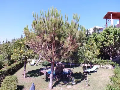 a man sitting under a tree in a garden at Aphrodite View in Korakiaí