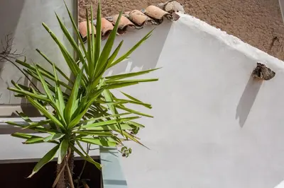 a plant in a pot next to a wall at Downtown apartment in Chania in Chania Town