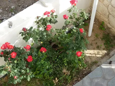 a bunch of red roses in a flower bed at Mel Studio 1 (kalamaki) in Kalamaki Chanion