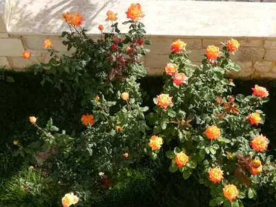 a group of flowers in front of a wall at Mel Studio 2 (kalamaki) in Kalamaki Chanion
