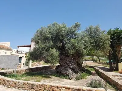 a tree sitting in the middle of a yard at Villa Margarita's farm, private pool in Maláthiros