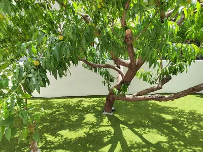 a tree with branches and leaves on a green field at Callisto in Chania Town
