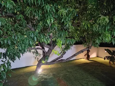 a tree in a yard with a light under it at Callisto in Chania Town