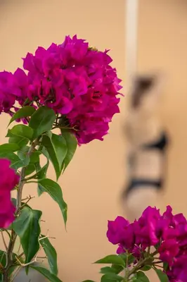 a bunch of pink flowers in a vase at Arch Houses - Nature Escape with Shared Pool in Spiliá