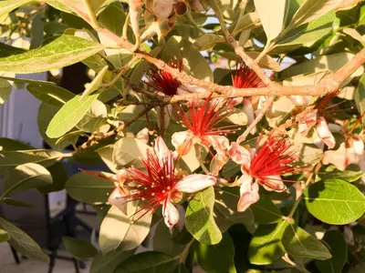 a bunch of red flowers on a tree at Livingfy Apt with mountain view & garden in Vamos