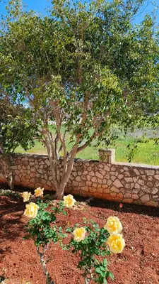 a tree with yellow flowers in front of a stone wall at Pazinos/Neveli Cottage in Galangádhos