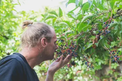a man is picking berries from a tree at Hippie City Hostel in Chania Town