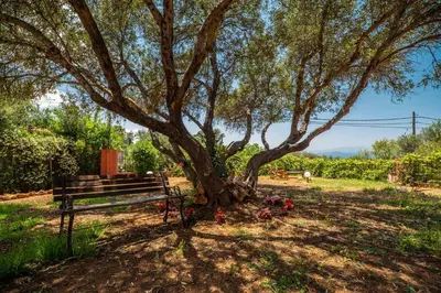 a park bench sitting under a tree with flowers at Villa Silva, Garden & Sea View, 3 BR, -10 min drive from center in Chania Town