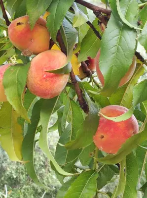 a bunch of apples growing on a tree at Anatolika Stamatis Paradise in Dhémbla