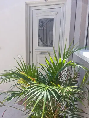 a potted plant in front of a door at Villa Vanessa in Kissamos