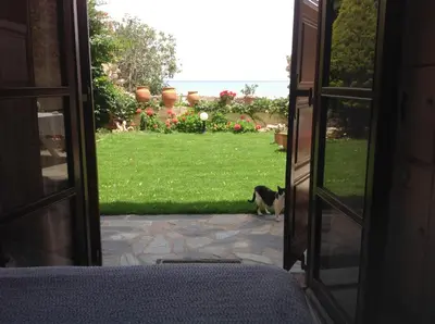 a dog standing in the yard looking out the door at Asterias Studios & Apartments in Kalyves