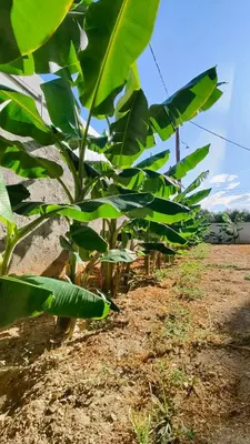 a row of banana trees in a field at m&m's city loft in Chania Town