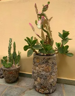 three potted plants are sitting on a wall at Ermis Suites in Plataniás