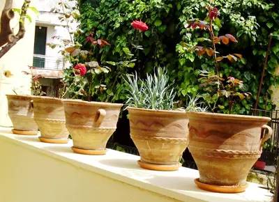 a row of potted plants sitting on a ledge at Madonna Studios in Chania Town