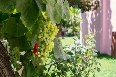 a bunch of green grapes hanging from a tree at Erodios Villas 2 in Ptinotrofíon