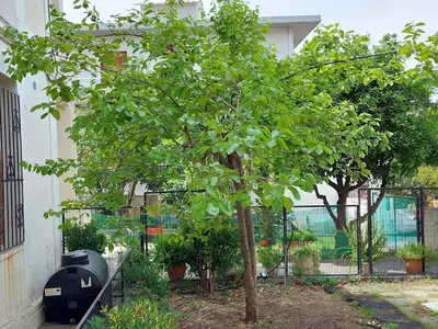 a tree in a yard next to a fence at Sonia cyclamen in Chania Town