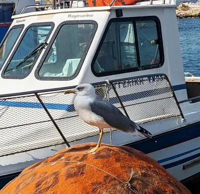 a bird standing on a rock in front of a boat at Tamar's place in Chania Town