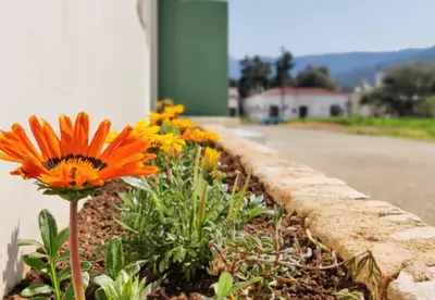 a row of orange and yellow flowers next to a street at Thelma and Louise house in Mourniaí