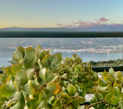 a succulent plant with a view of the ocean at Aggelos and Thisbe Chania Suburbs Sea View Guest House in Chania Town