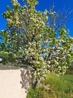a tree with white flowers on it next to a wall at Christine luxury villa in Kolymvari