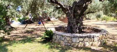 a tree in a stone wall next to a swing at Cretan cottage of 1900 with beautiful olive yard in Kissamos